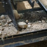 land leveler with screen skit sifting rocks