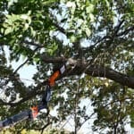 saw cutting limb