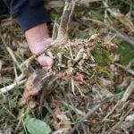 Disc Mulcher Output